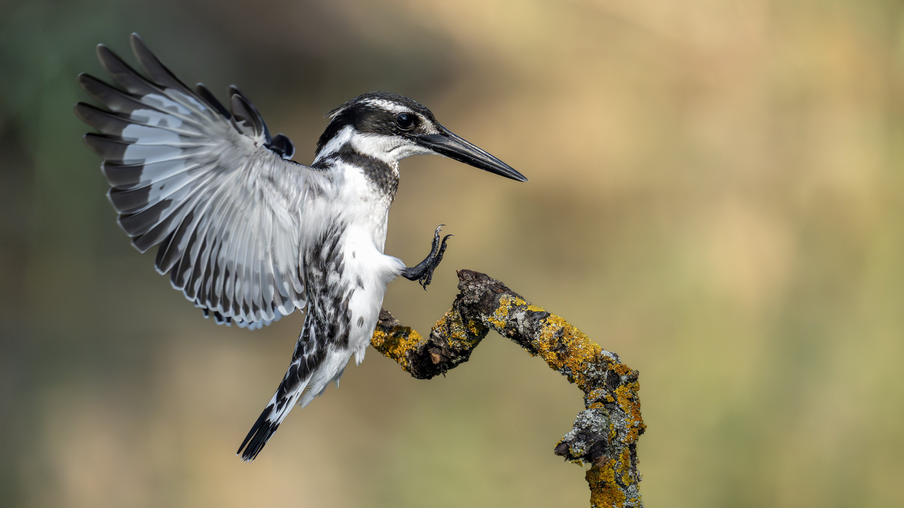 Pied Kingfisher
